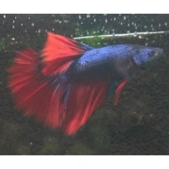 Kampfisk han Halfmoon Deluxe